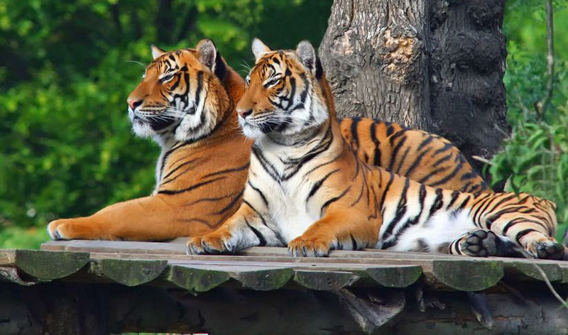 Two Beautiful Malayan Tigers on Watch in the Prague ZOO