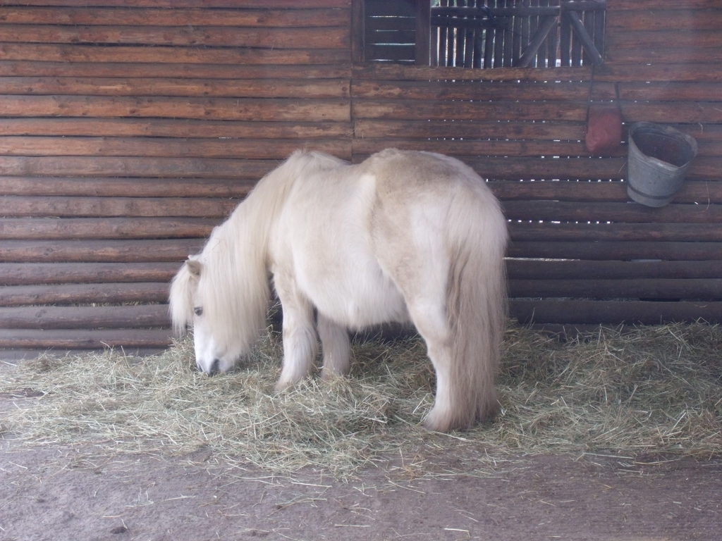 Beautiful white pony