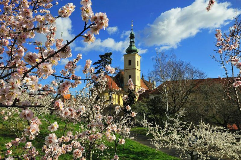 Blooming Cherries in Prague During May