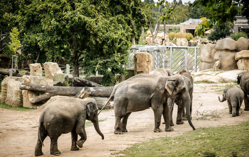 Elephant Valley in the Prague ZOO is One of the Main Attractions
