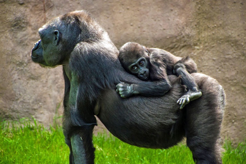 Gorilla Kamba and Her Little One Nuru at the Gorilla Pavilion in Prague ZOO