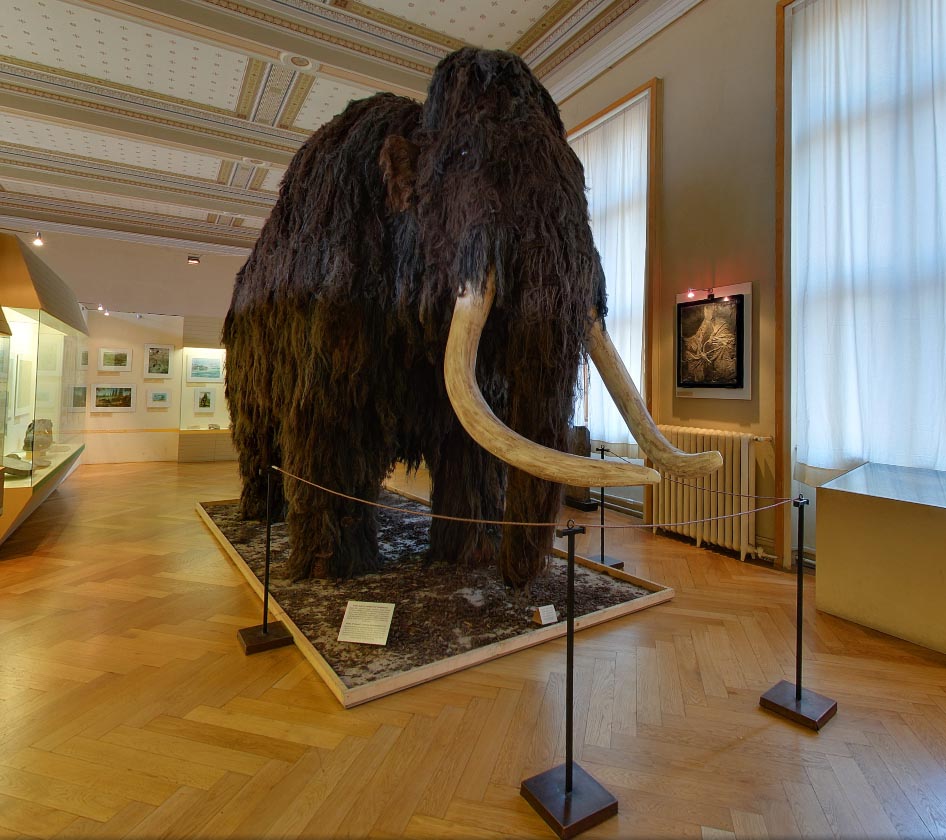 4 Meters Tall Mammoth in the National Museum Prague