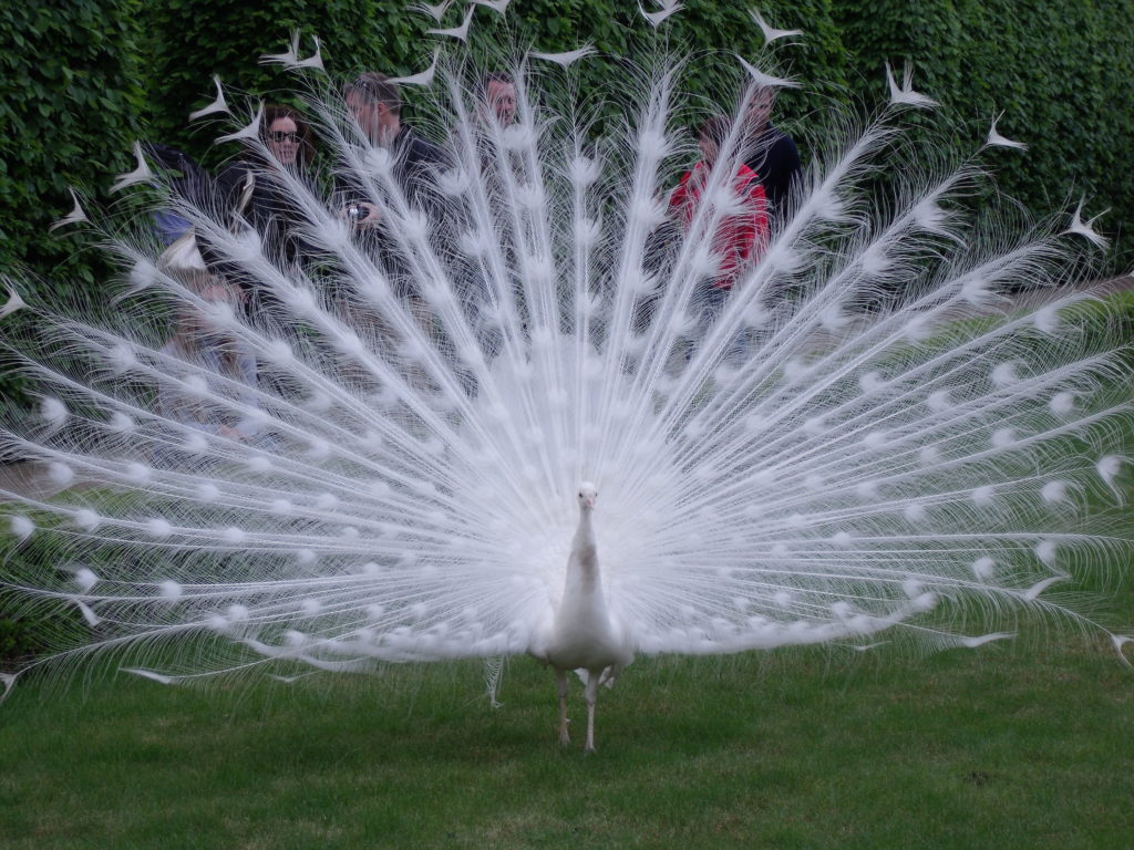 The Senate Garden's Resident Albino Peacock