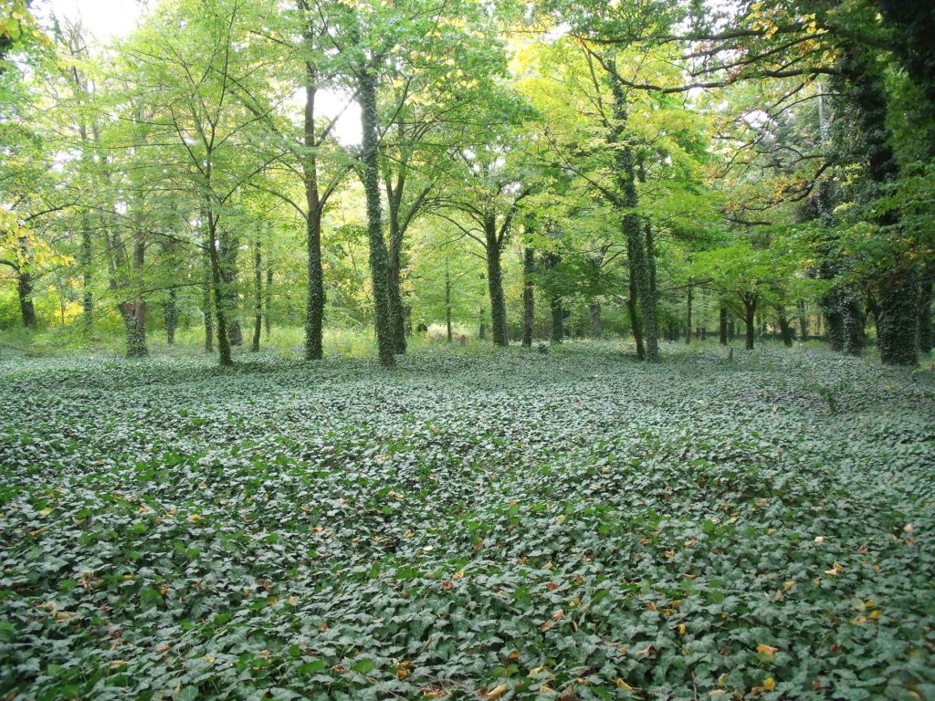 Ivy mounds